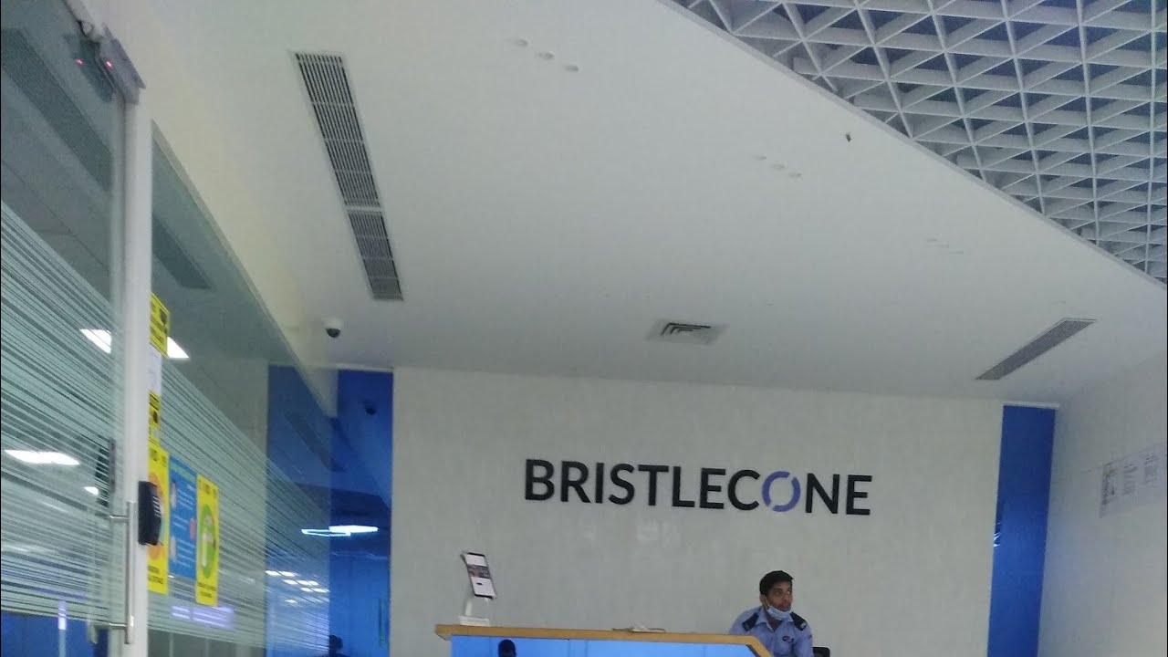 Bristlecone